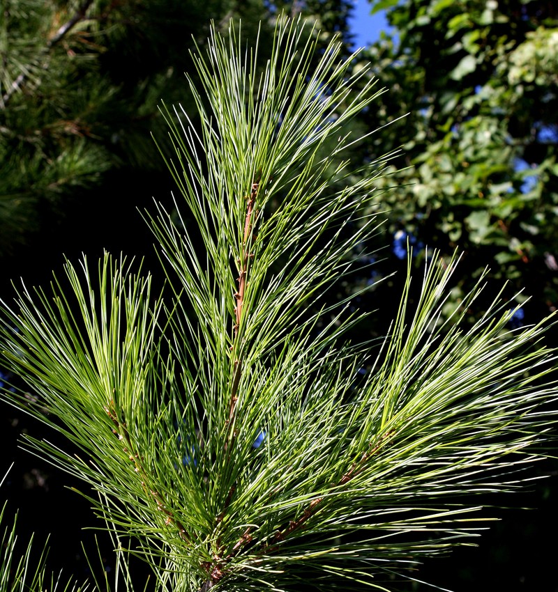 Eastern White Pine photo 2