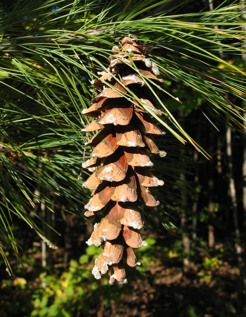Eastern White Pine photo 3