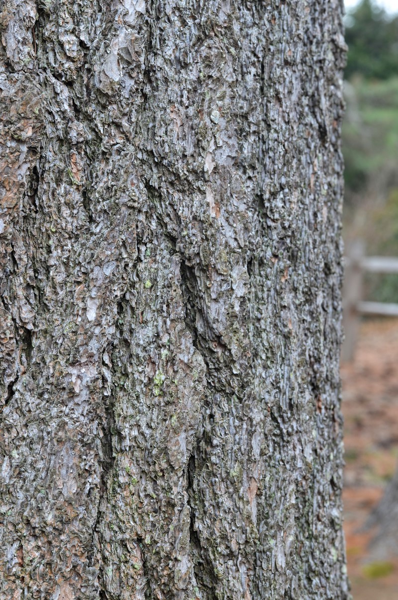 Eastern White Pine photo 4