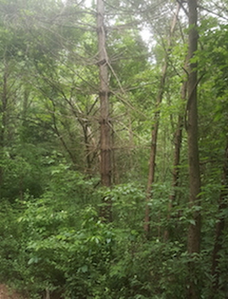 Eastern White Pine photo 6