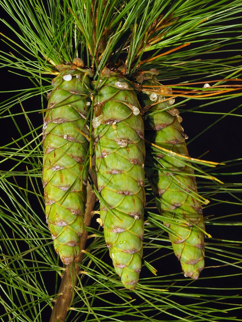 Eastern White Pine photo 7