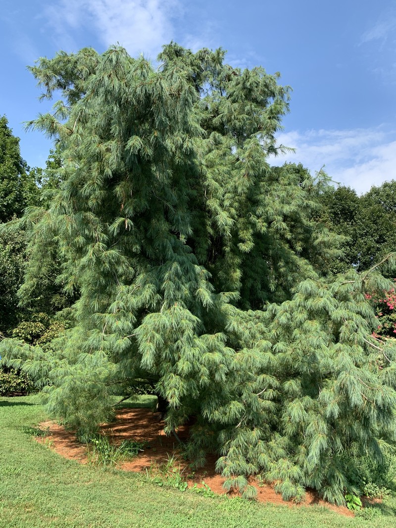 Eastern White Pine photo 8