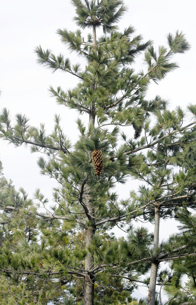 Pinus stylesii