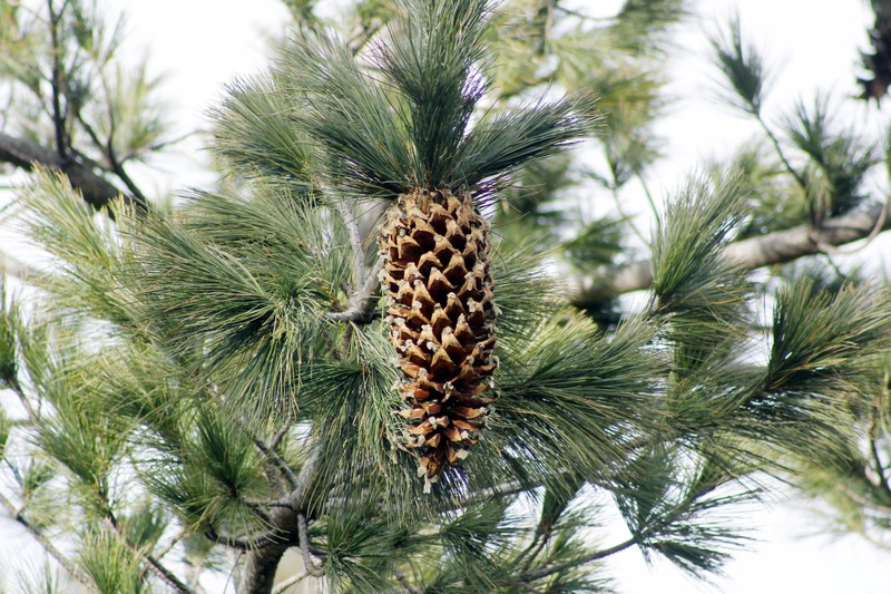 Pinus stylesii photo 2