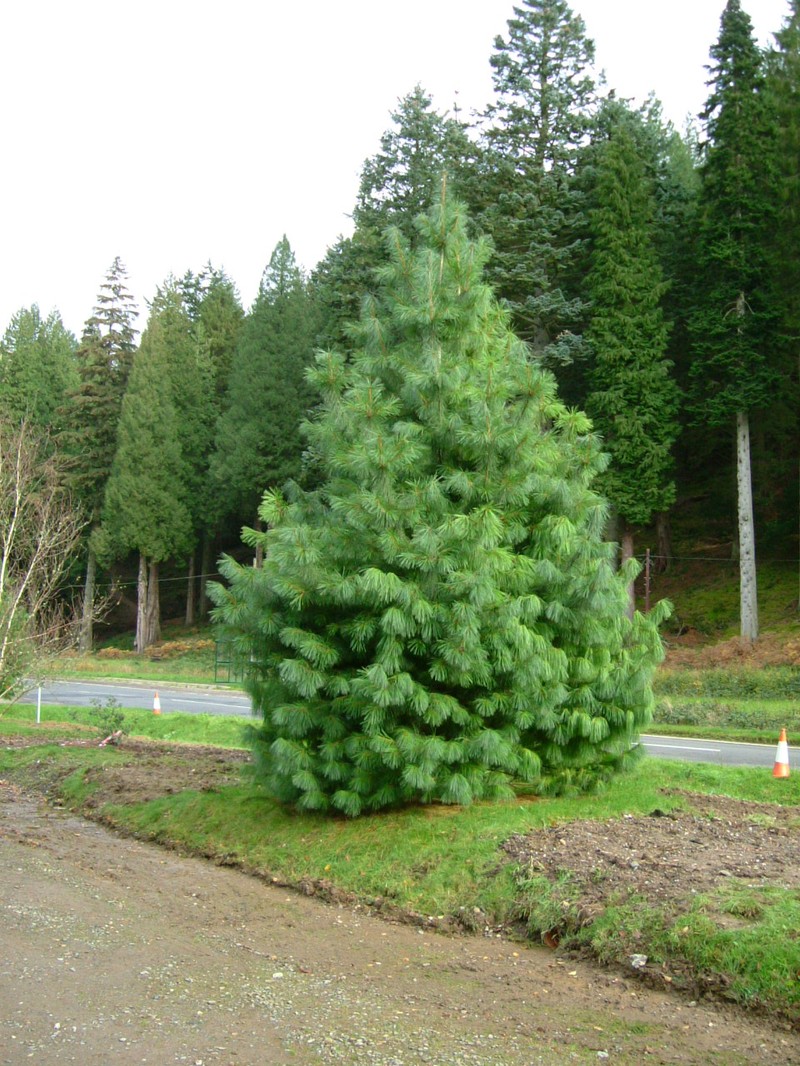 Pinus stylesii photo 3