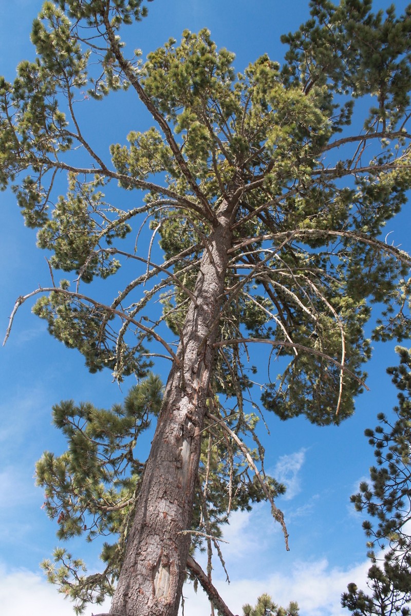 Pinus stylesii photo 4