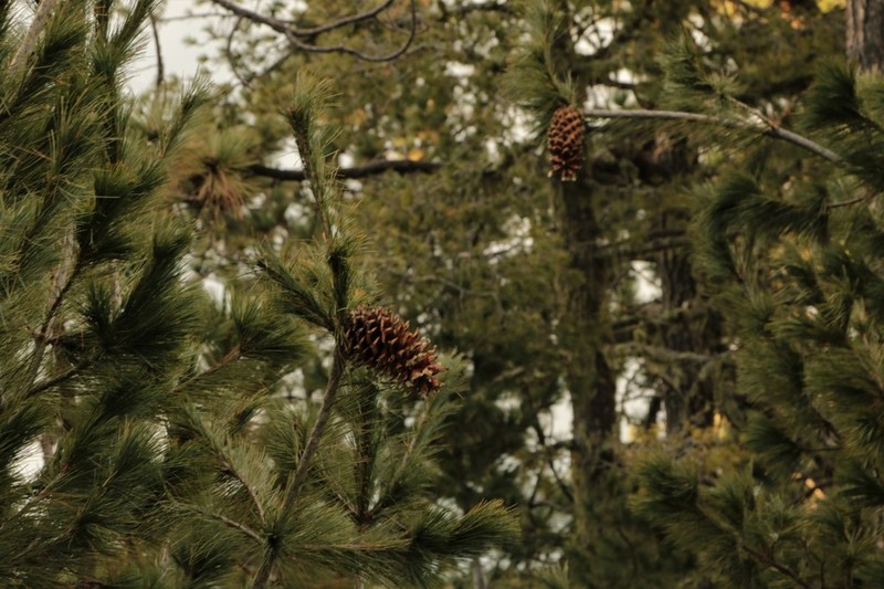Pinus stylesii photo 5