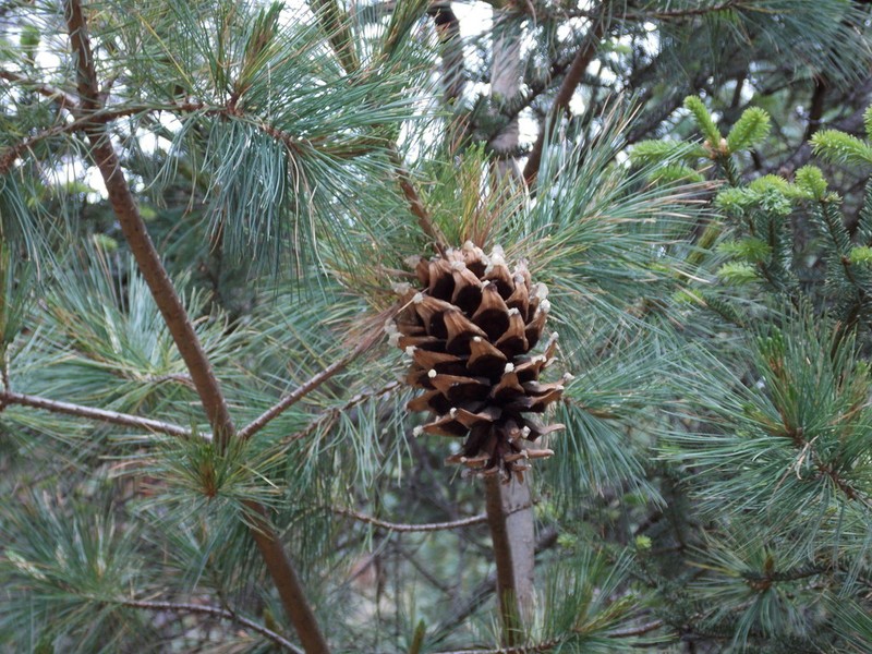 Pinus stylesii photo 6