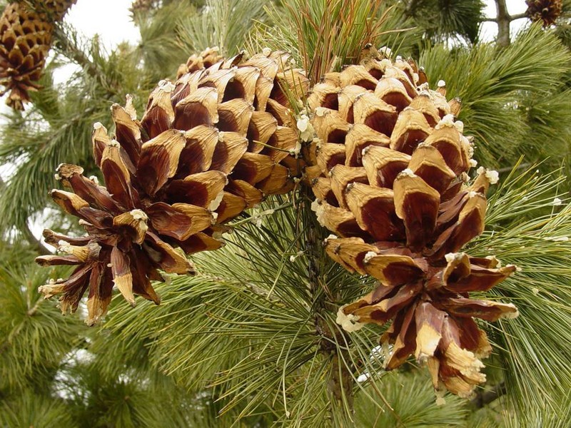 Pinus stylesii photo 7