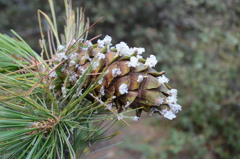 Pinus stylesii photo 8