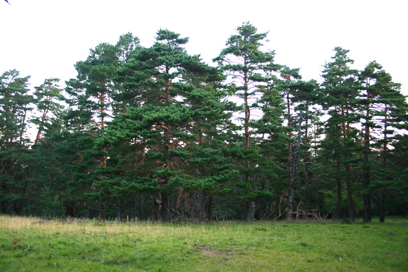 Scots Pine photo 6