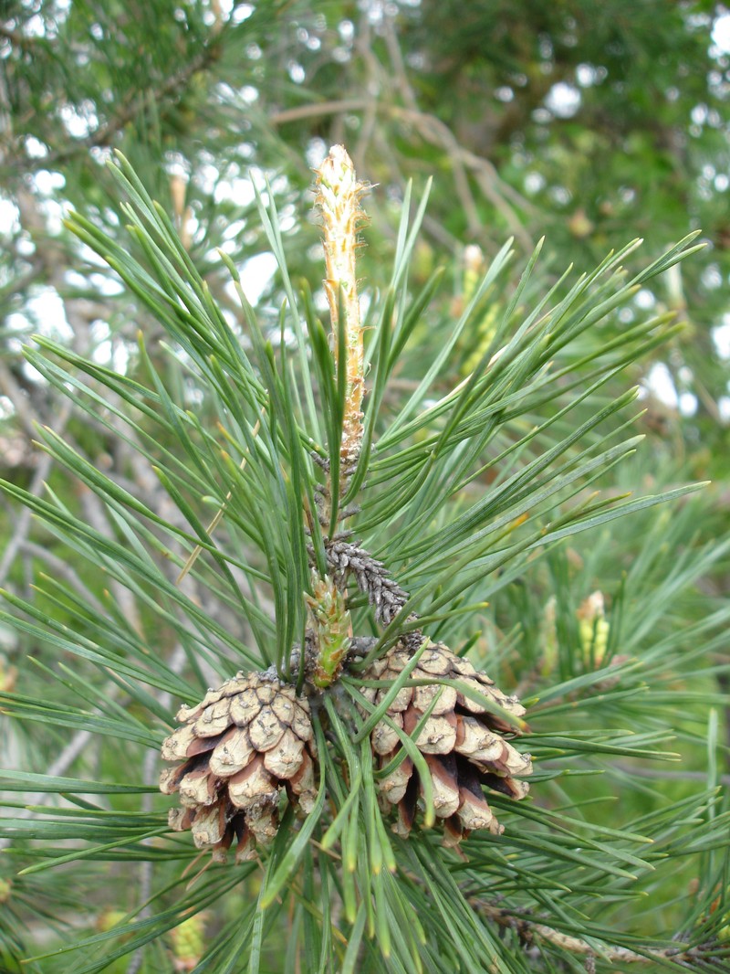 Scots Pine photo 7
