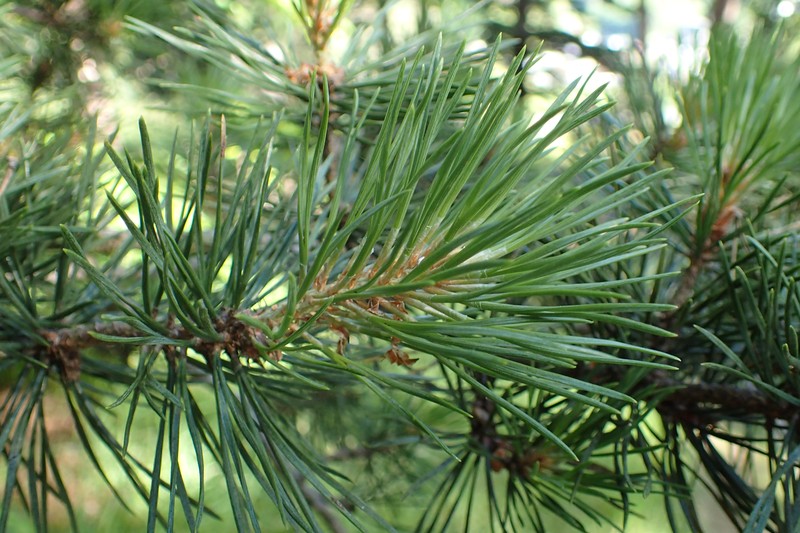 Scots Pine photo 8