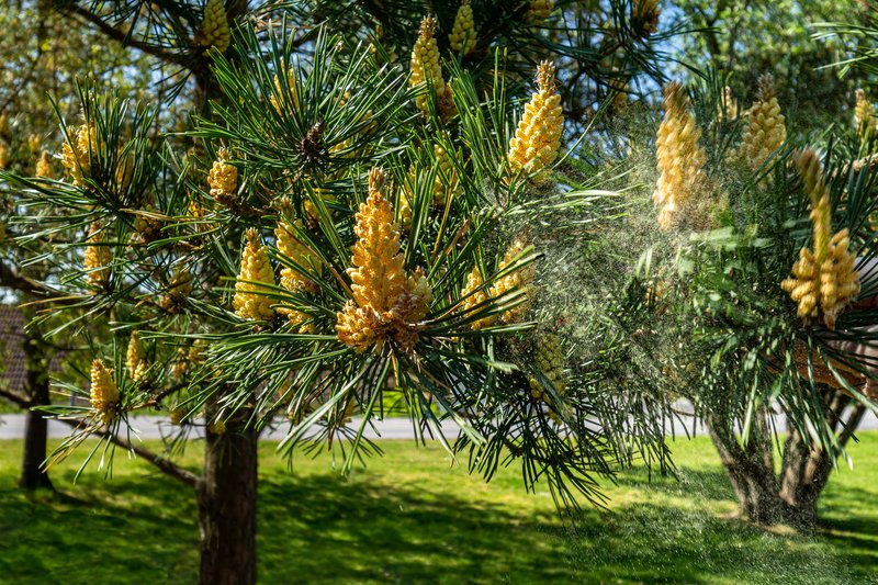 Scots Pine photo 2
