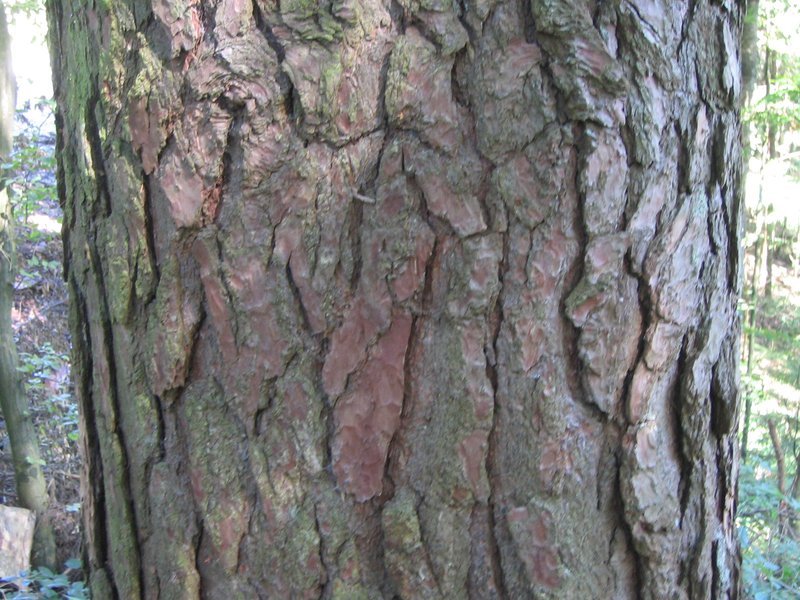 Scots Pine photo 3