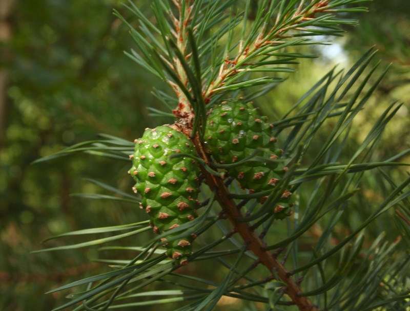 Scots Pine photo 4