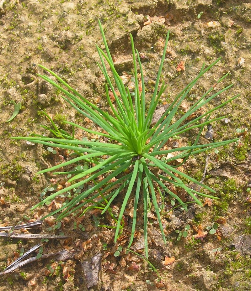 Scots Pine photo 5