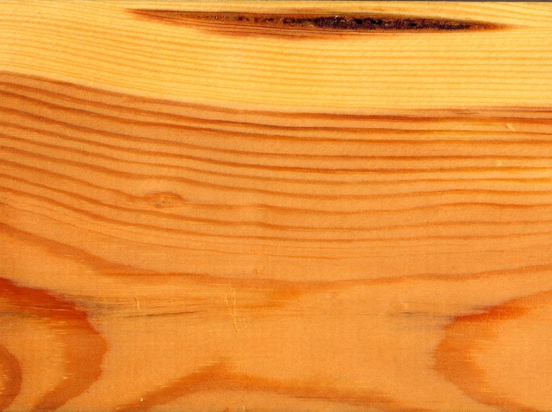 Scots Pine photo 6