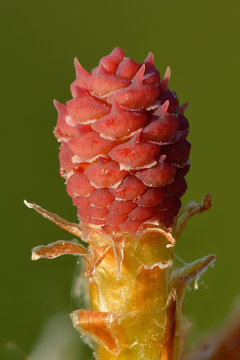 Scots Pine photo 8