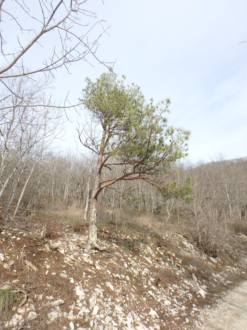 Pinus kochiana