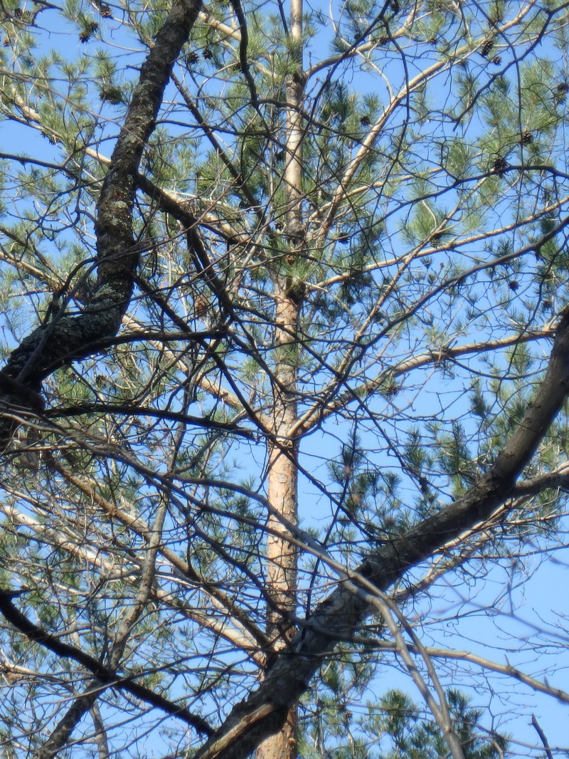 Pinus kochiana photo 2