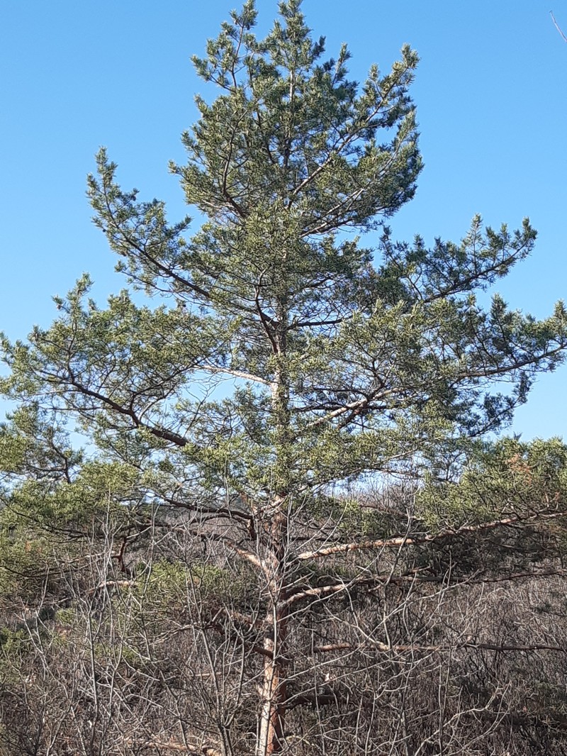 Pinus kochiana photo 3