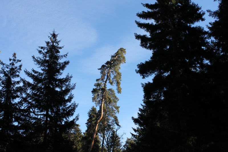 Pinus kochiana photo 4