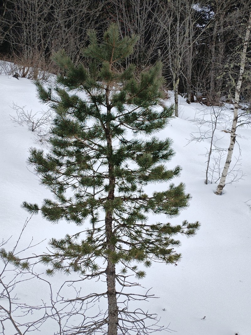 Pinus kochiana photo 5