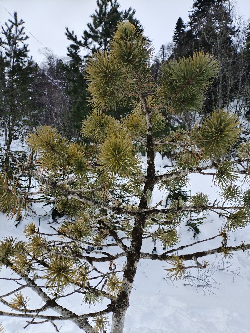 Pinus kochiana photo 6