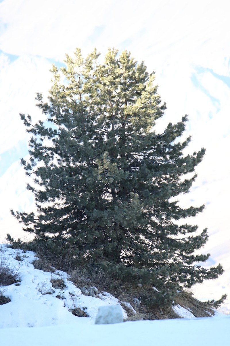 Pinus kochiana photo 7