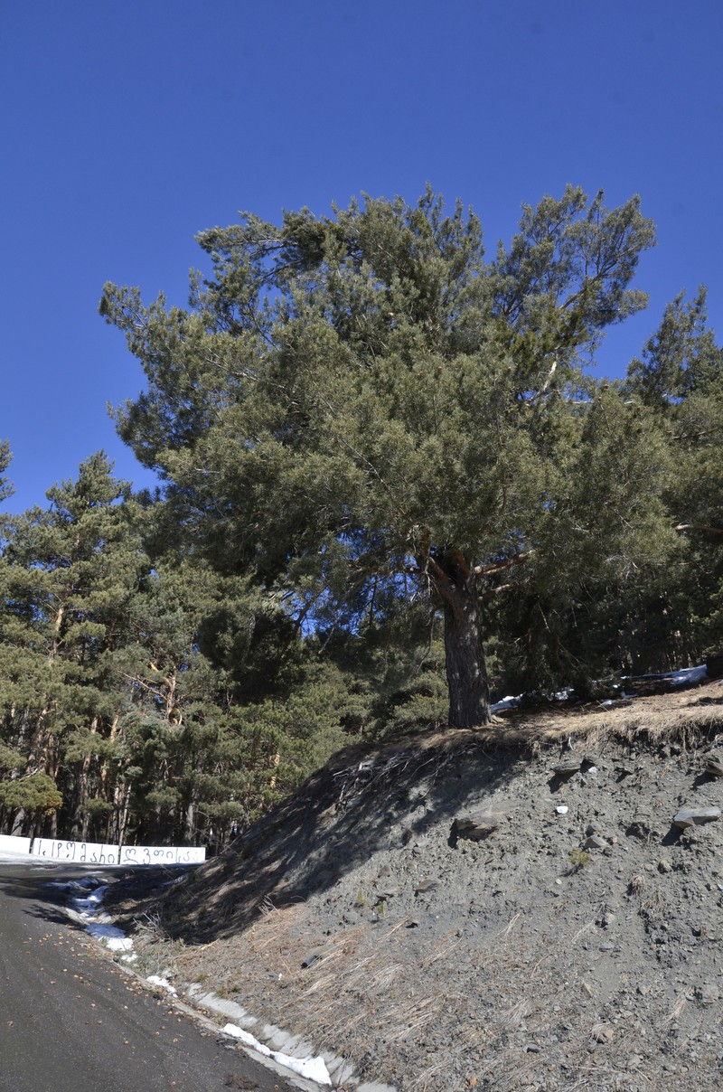 Pinus kochiana photo 8