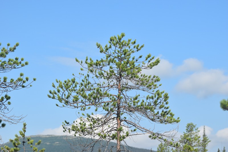 Pinus sylvestris var. lapponica