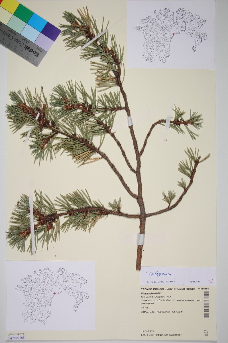 Pinus sylvestris var. lapponica photo 2