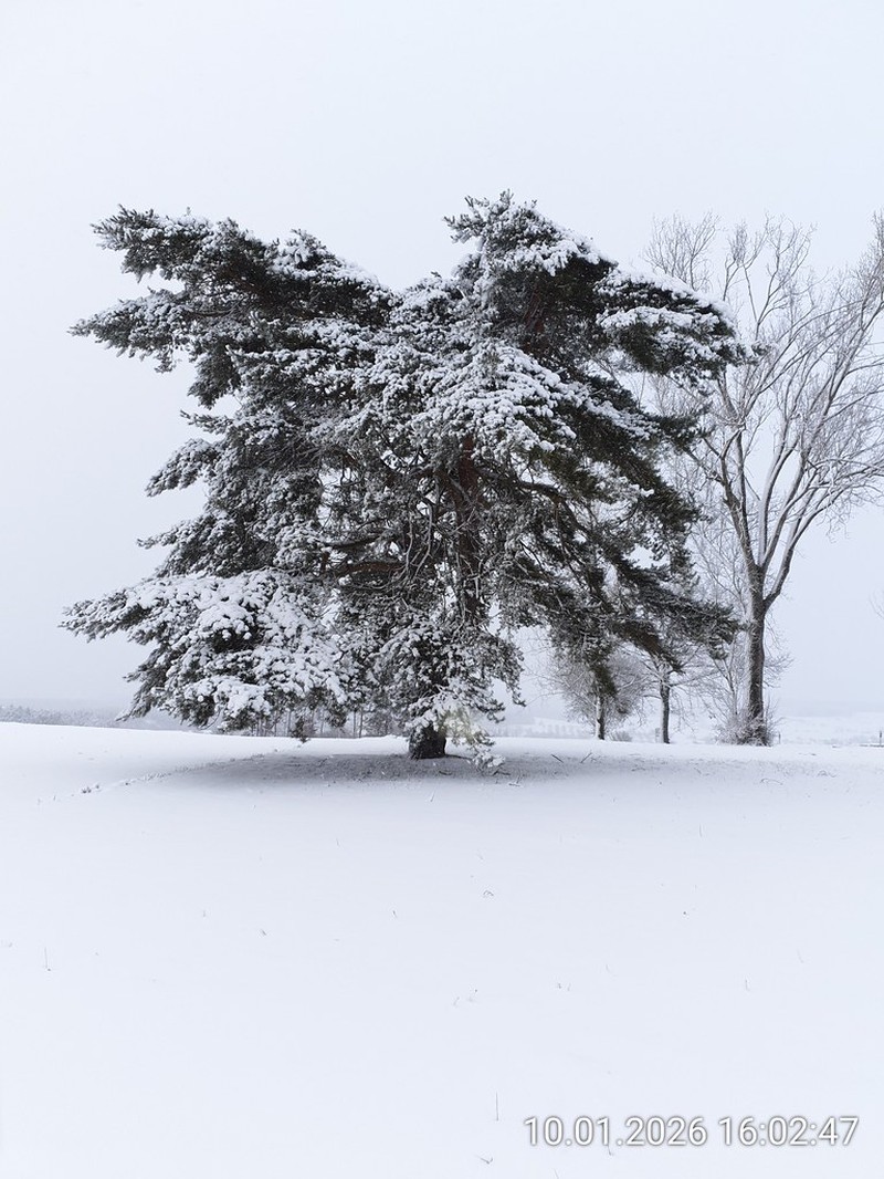 Pinus sylvestris var. sylvestris