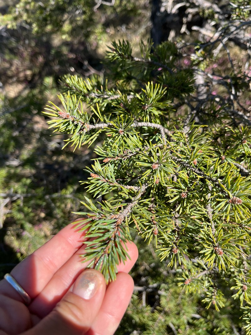 Pinus sylvestris var. sylvestris photo 2