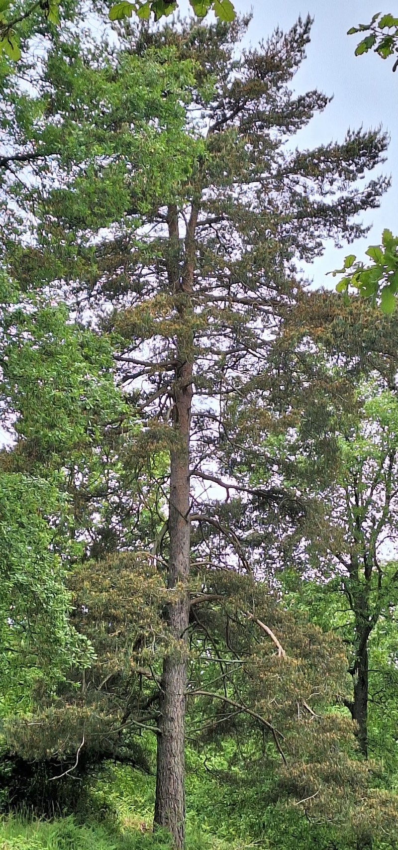 Pinus sylvestris var. sylvestris photo 3