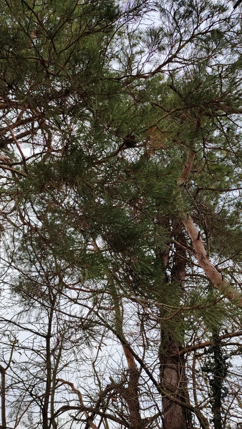 Pinus sylvestris var. sylvestris photo 4
