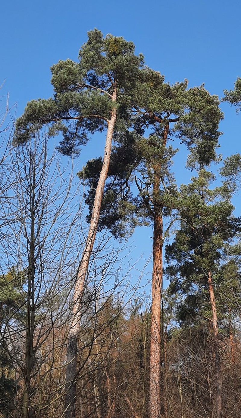 Pinus sylvestris var. sylvestris photo 5