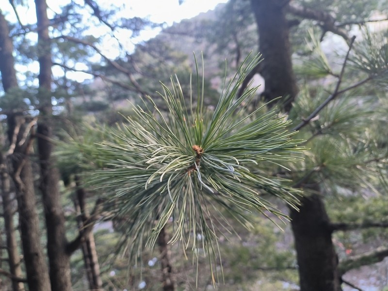 Southern Chinese Pine photo 3
