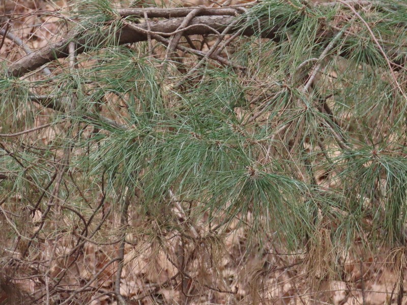 Southern Chinese Pine photo 4