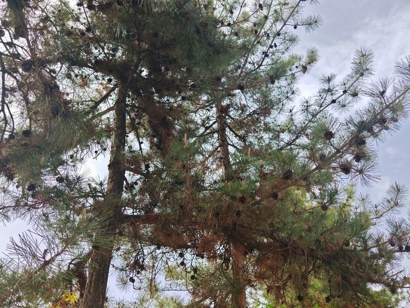Southern Chinese Pine photo 5