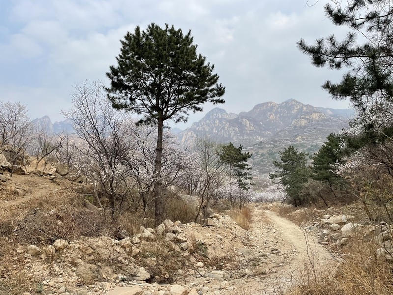 Southern Chinese Pine photo 6