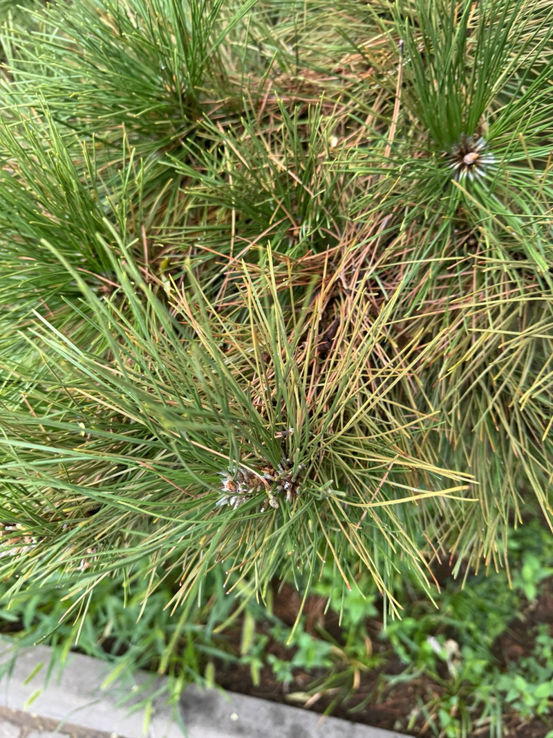 Southern Chinese Pine photo 7