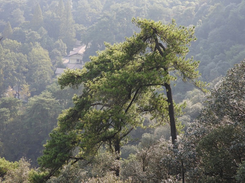 Southern Chinese Pine photo 8