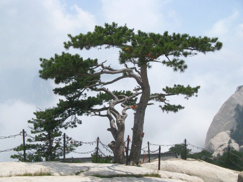 Southern Chinese Pine