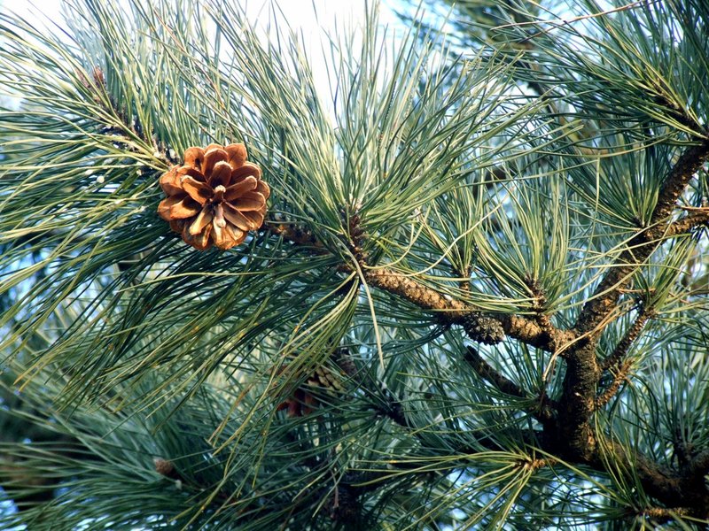 Southern Chinese Pine photo 2