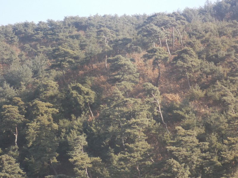 Pinus tabuliformis var. mukdensis
