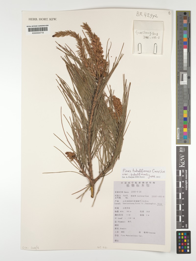 Pinus tabuliformis var. tabuliformis