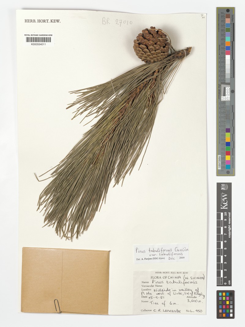 Pinus tabuliformis var. tabuliformis photo 2