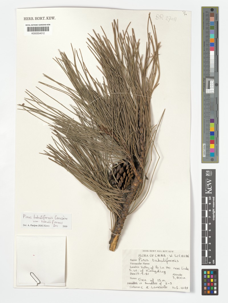 Pinus tabuliformis var. tabuliformis photo 3